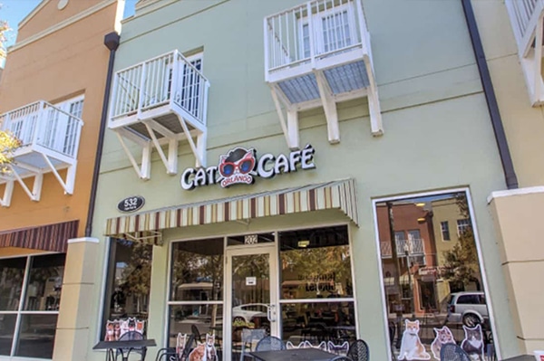 _kgs-menu-feature-catcafe